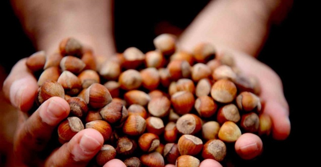 Fındık fiyatı düşüşe geçti