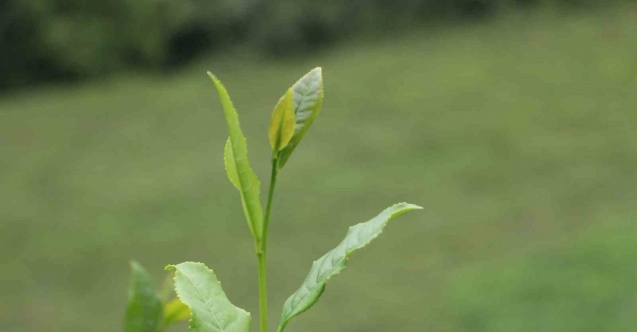 30 bin çay üreticisinin mağduriyeti giderildi