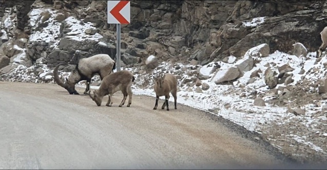 Buzlanmayı önlemek için yola dökülen tuzlar dağ keçilerine yaradı