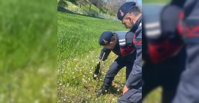 Tele takılan saksağanı jandarma kurtardı