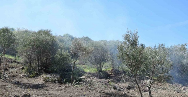 Uzun süredir bakımsız olan zeytin ağaçları budanıyor