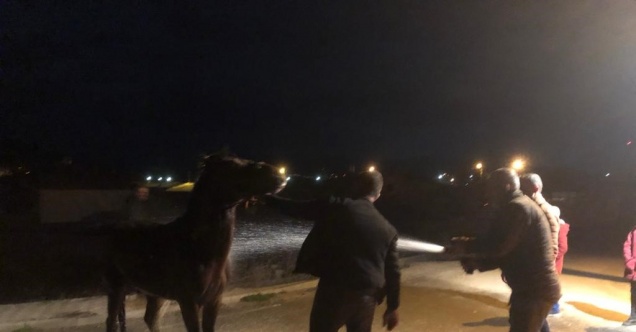 Gübre yığınında mahsur kalan at itfaiye ekiplerince kurtarıldı