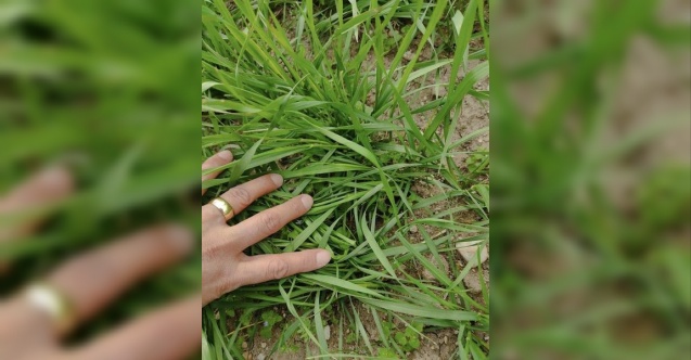 Arpa ve buğday çeşitlerinin gelişimleri kontrol edildi