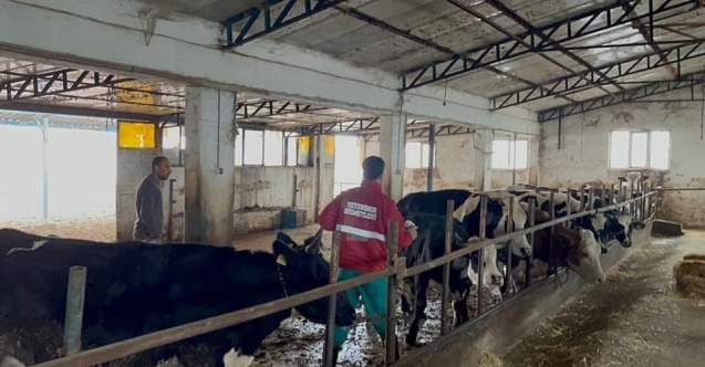 Sandıklı’da büyükbaş hayvanlara aşılama çalışması sürüyor