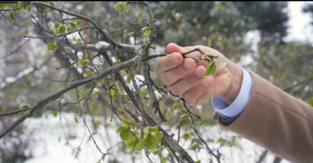 Zirai don teğet geçti