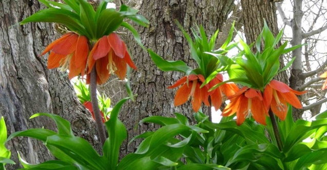 Yılın sadece 20 günü yaşıyor, köylüler başında nöbet tutuyor: Cezası araba fiyatında