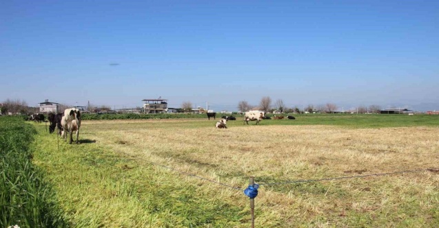 Teknoloji çobanları işsiz bırakıyor