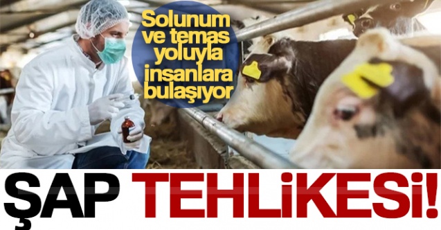 Hayvanlarda Şap hastalığı tehlikesi ortaya çıktı