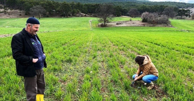 Kütahya’da sertifikalı buğday ve arpa tohumlarının arazide çıkış kontrolleri
