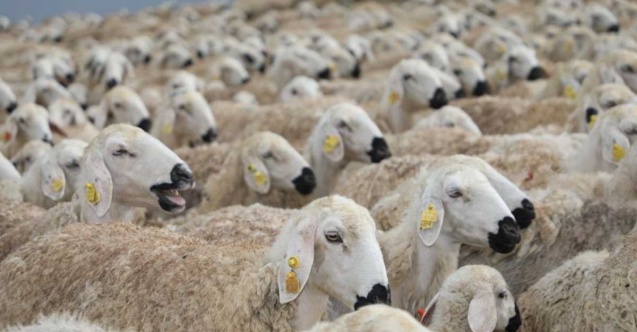 Dört çocuk annesi devletten aldığı destekle 230 koyunluk sürünün sahibi oldu