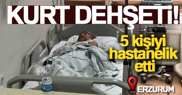 Erzurum’da kurt dehşeti: 5 yaralı