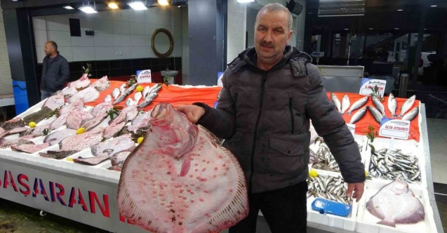Karadeniz’de kalkan bolluğu: Kilosu 600 liradan satılıyor