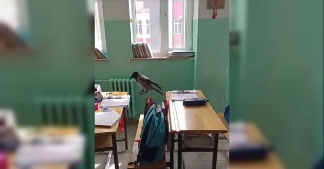 Sınıfa giren karga yemek aradı