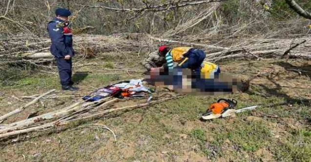 Arkadaşının kestiği ağacın altında kalarak hayatını kaybetti