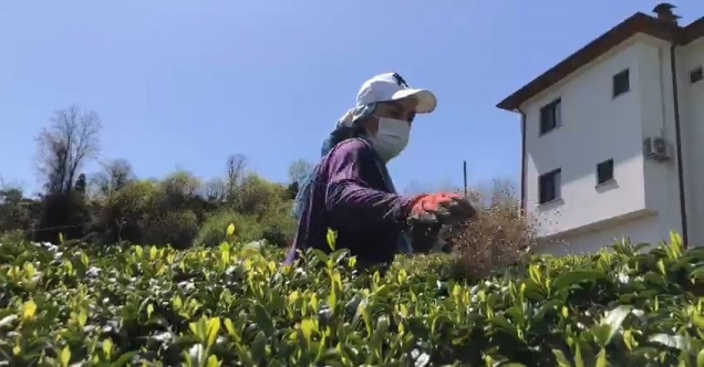 Doğu Karadeniz’de 2023 yılı yaş çay sezonu hazırlıkları başladı