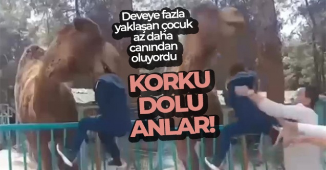 Deveye fazla yaklaşan çocuk az daha canından oluyordu