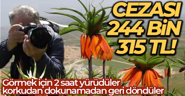 Görmek için 2 saat yürüdüler, korkudan dokunamadan geri döndüler