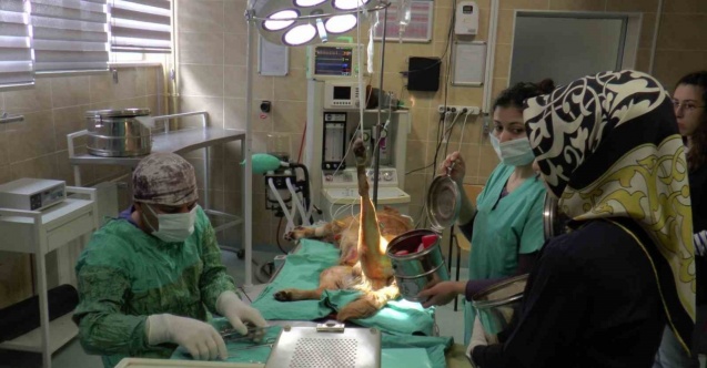 2023’ün ilk çeyreğinde büyükbaş hasta sayısı düştü