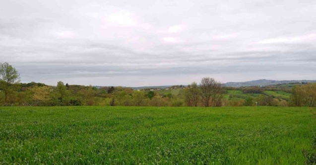 Ziraat mühendisi uyardı: “Yanlış buğday tohumu seçimi ilaç kullanmak zorunda bırakıyor”