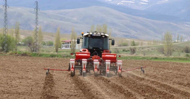 Çayırlı’da ayçiçeği ekimi başladı