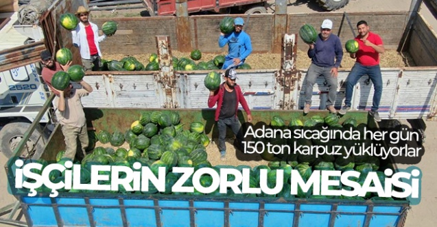 İşçilerin zorlu mesaisi: Adana sıcağında her gün 150 ton karpuz yüklüyorlar