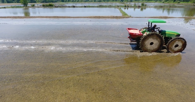 Sinop çeltiğinde tohumlar suyla buluşmak için hazırlanıyor