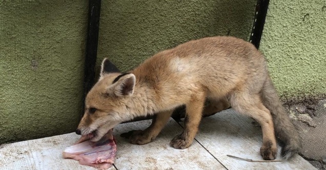 Vatandaşların bulduğu yavru tikiler koruma altında