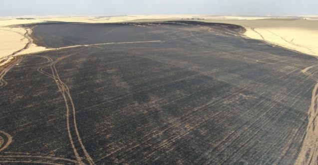 Sigara izmariti 700 dönümlük tarlayı küle çevirdi