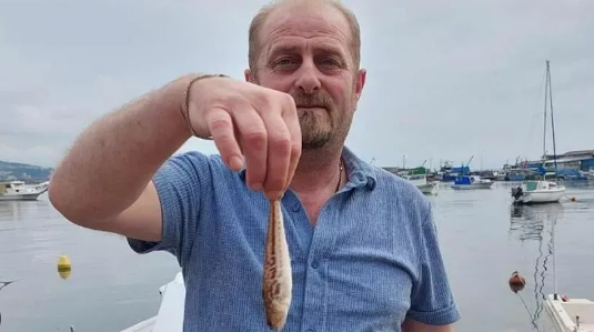 Zonguldaklı balıkçıların ağına zehirli trakonya takıldı