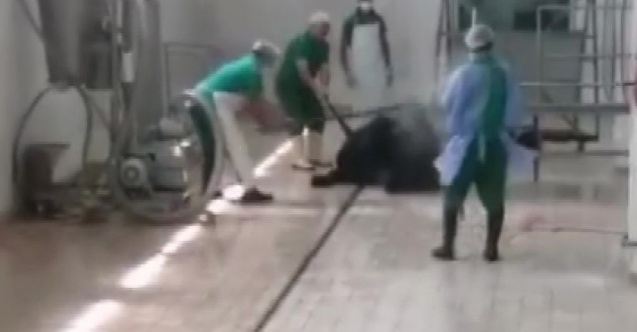 Adana Et ve Süt Kurumu’nda skandal görüntüler