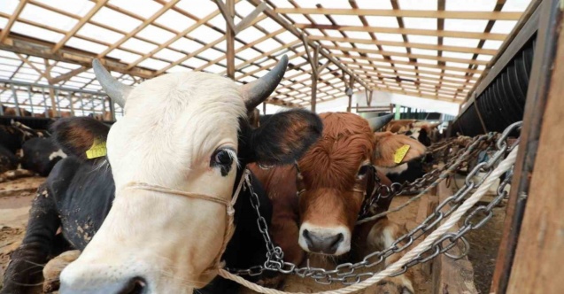 Kurbanlık hayvanlar kontrolden geçiyor