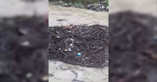 Melen Çayı’na düşen köpek, odun parçalarının üstünde sürüklendi