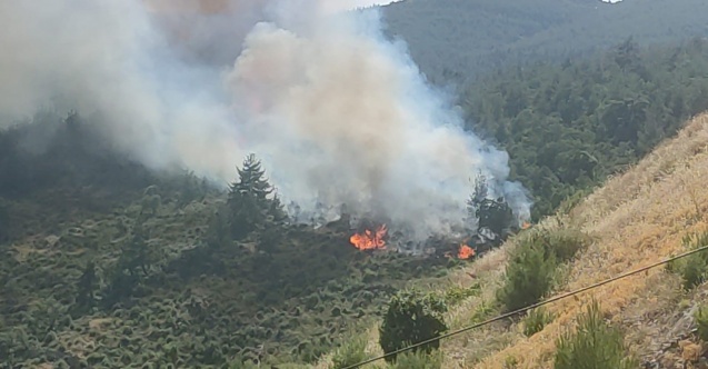 Balıkesir’de orman yangını kontrol altına alındı