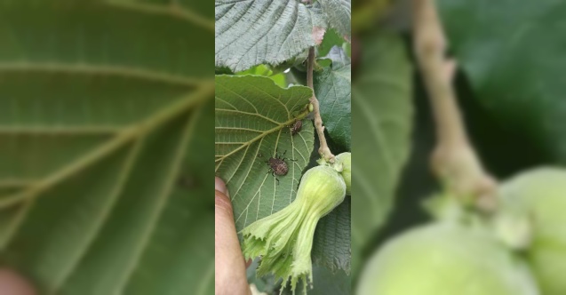 Tarım Müdürlüğünden fındıkta kokarca artışı uyarısı
