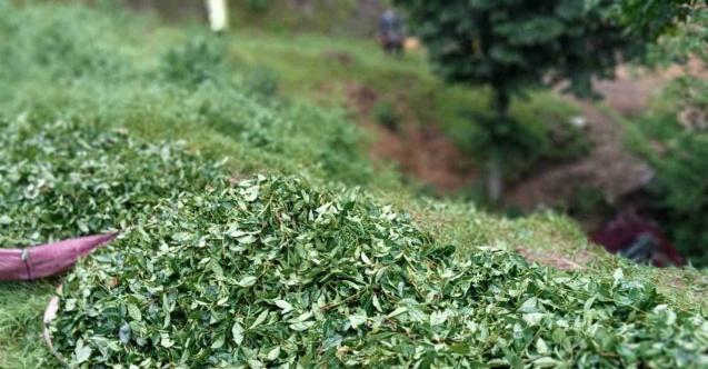 Çay toplamaya gidenleri taşıyan kamyonet şarampole uçtu: 3 yaralı