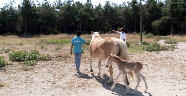Üniversitede tay sevinci