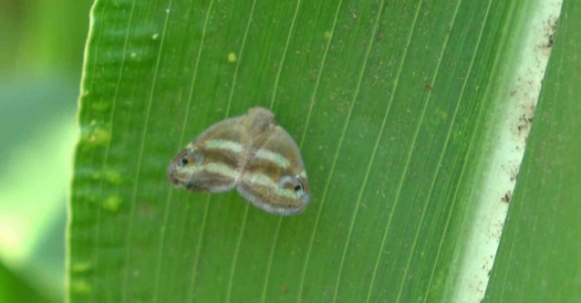 2 yıldır bahçelerde gözükmüyorlardı, artan sıcaklıklar ile yeniden ortaya çıktı
