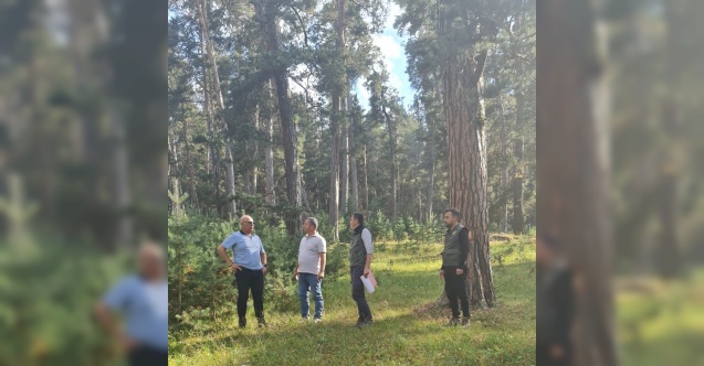 Ayatay; Orman varlığı bakımla büyür