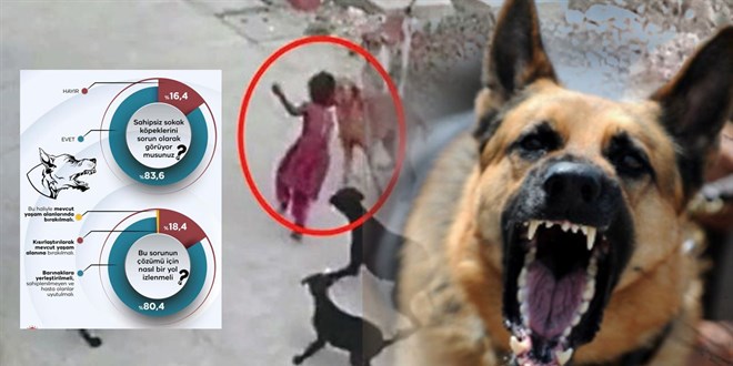 Vatandaş sokakta köpek istemiyor! Başıboş köpekler için sona gelindi