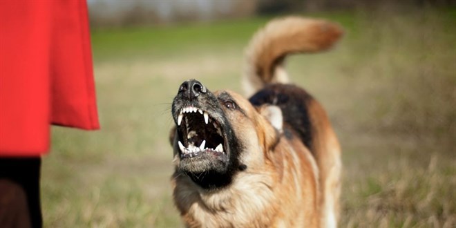 Köpeğe tedbir almayan belediyeye yaptırım yolda