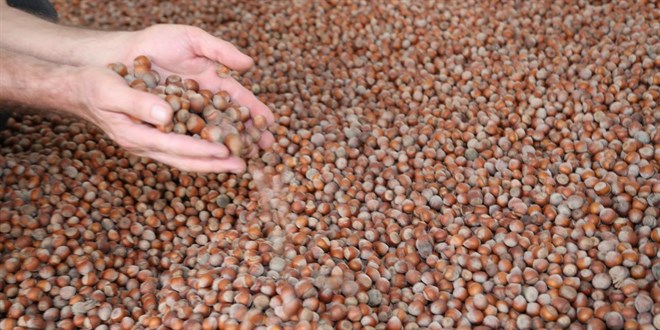 Fındık alım fiyatı belirlendi