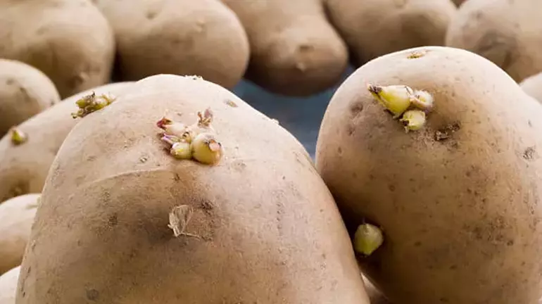 Patateslerinizi Filizlenmekten Kurtaracak O Sır: Yanına Sadece 2 Tane Koyun!