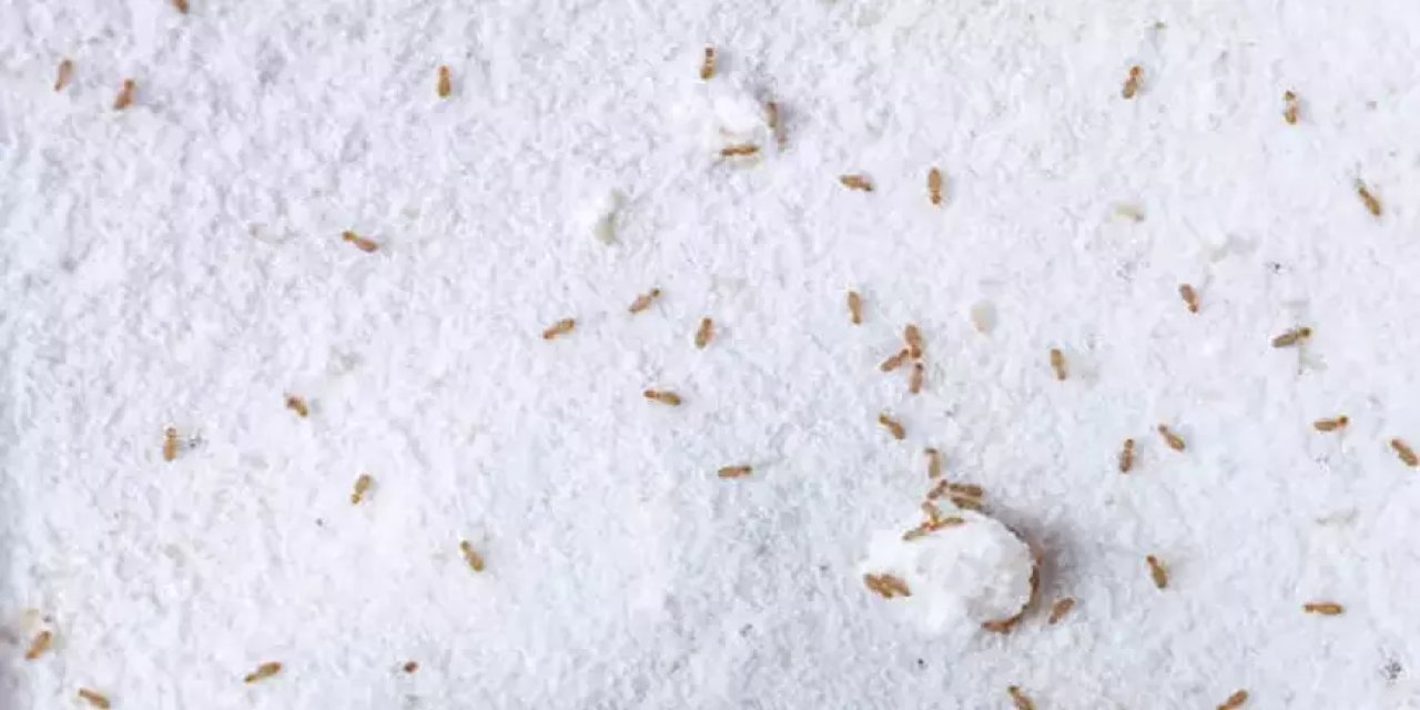 Yıllardır gizlenen sır ifşa oldu! Ununuzu böceklerden sonsuza dek kurtaracak o formül ortaya çıktı