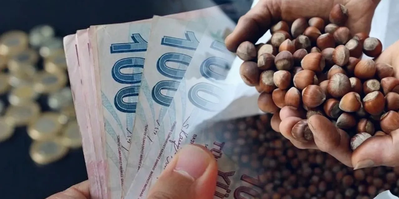 TMO 2026 Sezonu Fındık Alım Fiyatlarını Açıkladı: Giresun 255 TL, Levant 250 TL