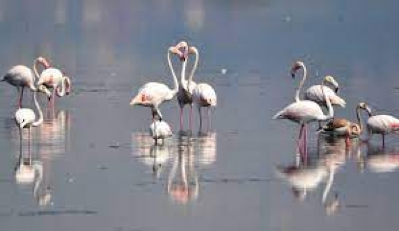 Hersek Lagünü’nde kuş türü 230’a çıktı