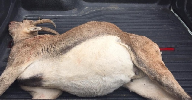 Tunceli’de dağ keçisi vuran şahsa 27 bin 777 TL ceza