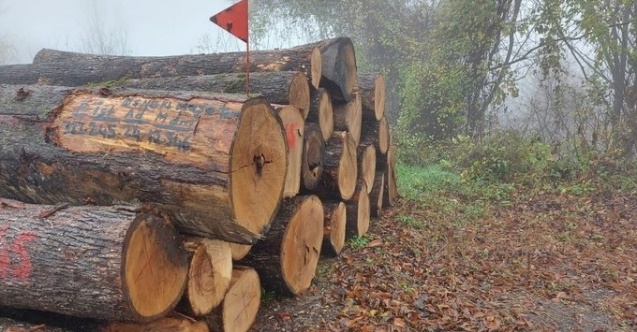 Meşe tomruklar rekor fiyata satıldı