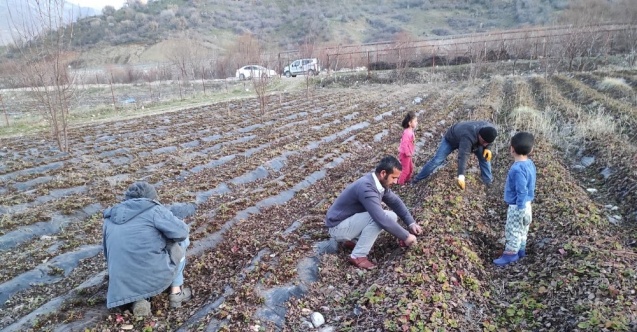 Batman’da çilek bahçelerinde budama ve temizleme çalışmaları başladı