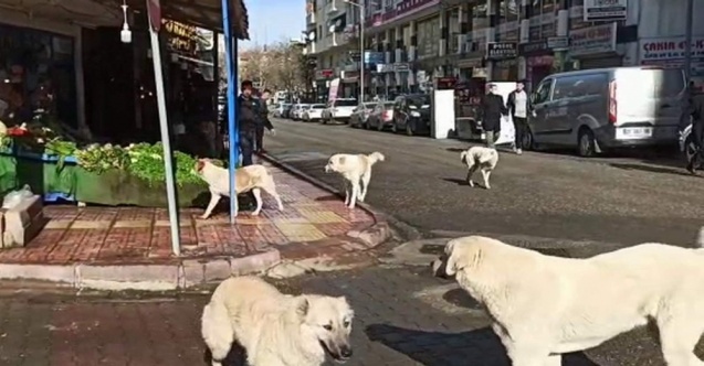 Siirt’te grup halinde gezen başıboş köpekler vatandaşları korkutuyor