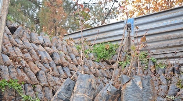 Gercüş’te çiftçilere fıstık ve badem fidanı dağıtıldı